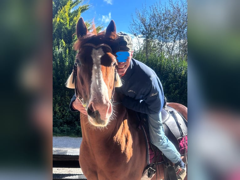 American Quarter Horse Mix Gelding 5 years 14,2 hh Chestnut-Red in Esslingen