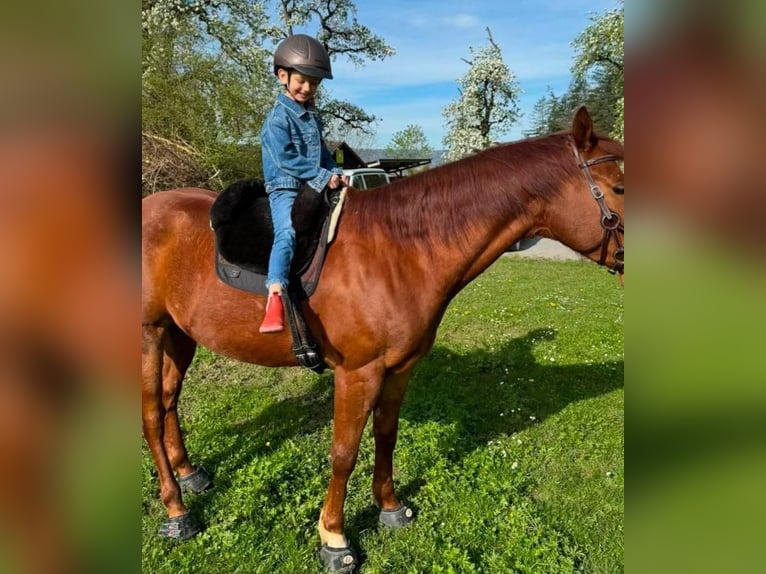 American Quarter Horse Mix Gelding 5 years 14,2 hh Chestnut-Red in Esslingen