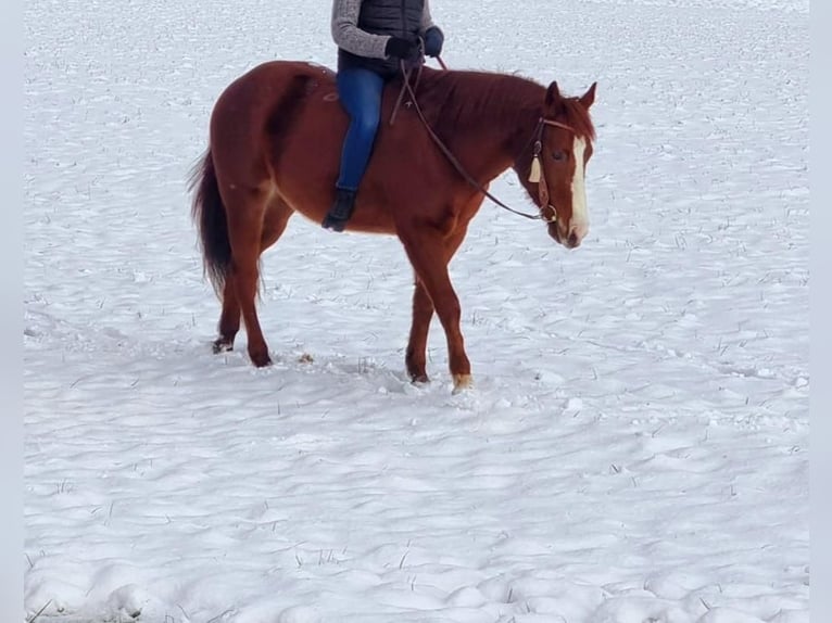 American Quarter Horse Mix Gelding 5 years 14,2 hh Chestnut-Red in Esslingen