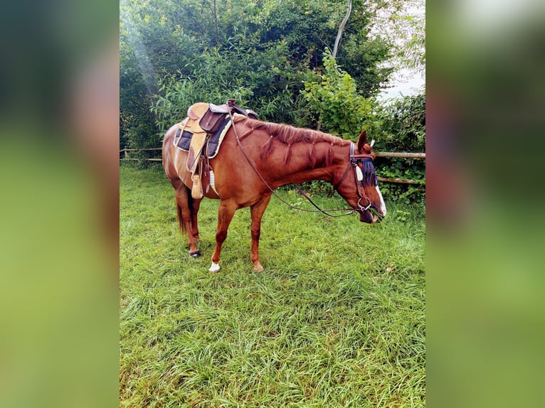 American Quarter Horse Mix Gelding 5 years 14,2 hh Chestnut-Red in Esslingen