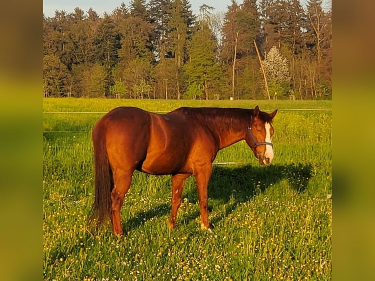 American Quarter Horse Mix Gelding 5 years 14,2 hh Chestnut-Red in Esslingen