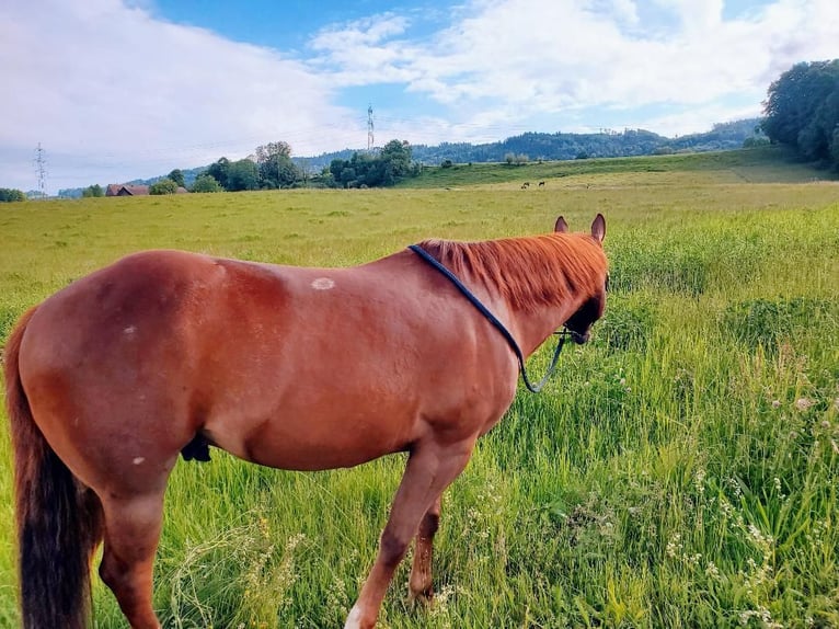 American Quarter Horse Mix Gelding 5 years 14,2 hh Chestnut-Red in Esslingen