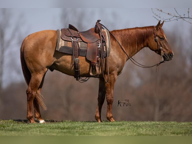 American Quarter Horse Gelding 5 years 14,2 hh Dun in MADISONVILLE, KY