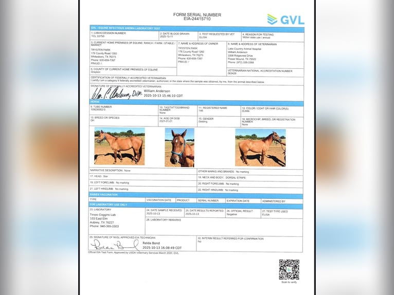 American Quarter Horse Gelding 5 years 14,2 hh Dun in Fort Collins