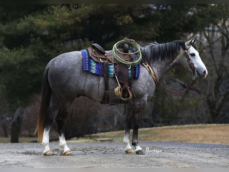 American Quarter Horse Gelding 5 years 14,2 hh Gray-Dapple in Millersburg