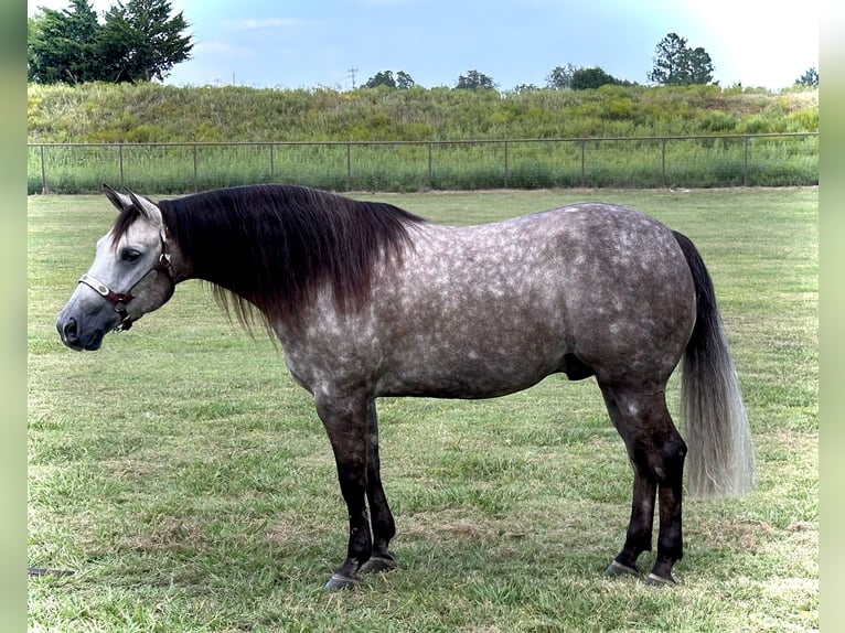 American Quarter Horse Gelding 5 years 14,2 hh Grey in Whitesboro, TX