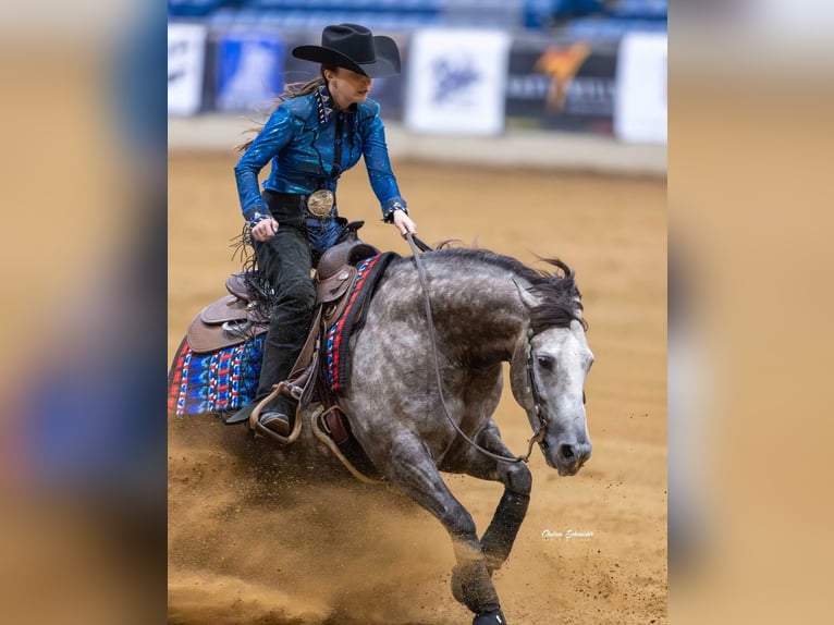 American Quarter Horse Gelding 5 years 14,2 hh Grey in Whitesboro, TX