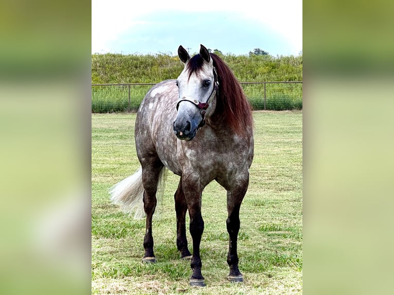 American Quarter Horse Gelding 5 years 14,2 hh Grey in Whitesboro, TX