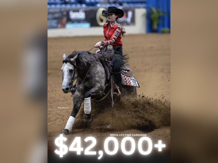 American Quarter Horse Gelding 5 years 14,2 hh Grey in Whitesboro, TX