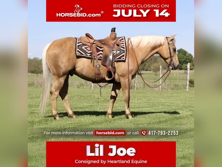 American Quarter Horse Gelding 5 years 14,2 hh Palomino in Mount Vernon, MO