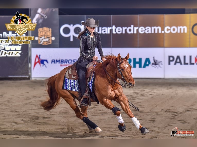 American Quarter Horse Gelding 5 years 14,2 hh Red Dun in Deutschnofen