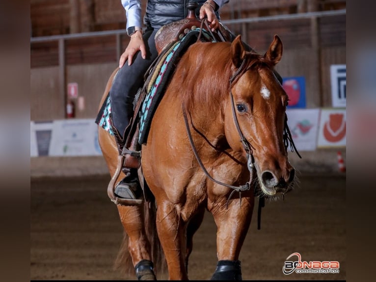 American Quarter Horse Gelding 5 years 14,2 hh Red Dun in Deutschnofen