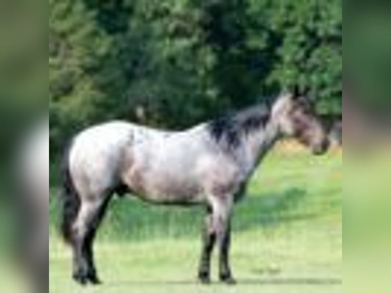 American Quarter Horse Gelding 5 years 14,2 hh Roan-Blue in Greenville Ky