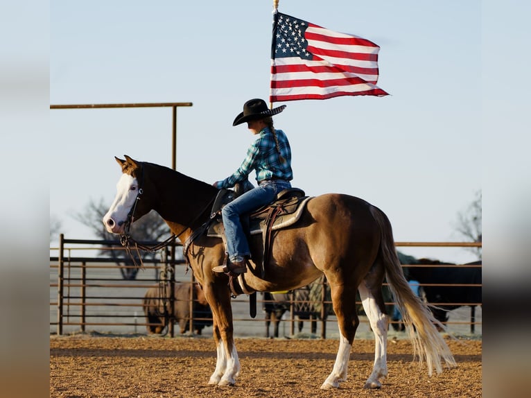 American Quarter Horse Gelding 5 years 14,2 hh Sorrel in Cisco
