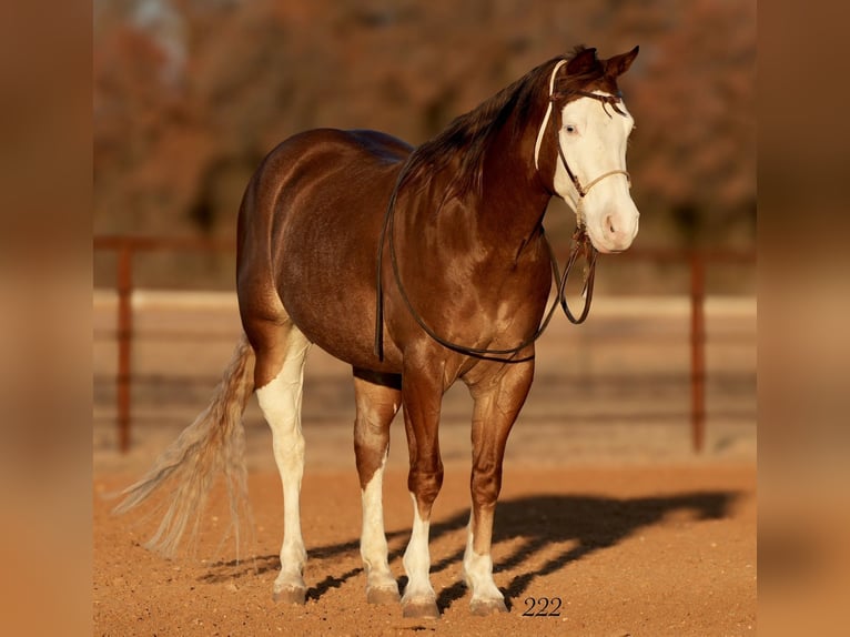 American Quarter Horse Gelding 5 years 14,2 hh Sorrel in Cisco