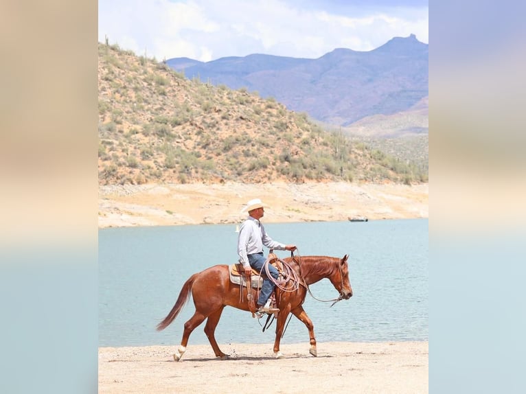 American Quarter Horse Gelding 5 years 14,2 hh Sorrel in Cave Creek, AZ
