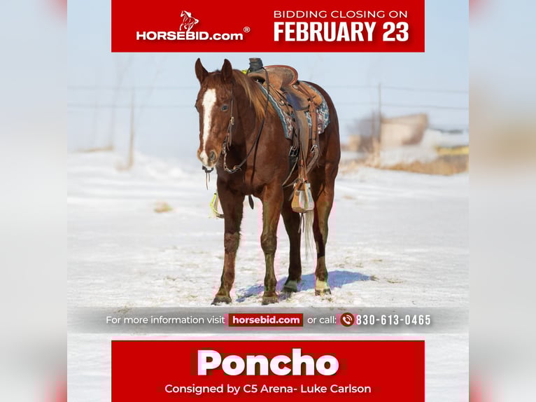 American Quarter Horse Gelding 5 years 14,2 hh Sorrel in Decorah