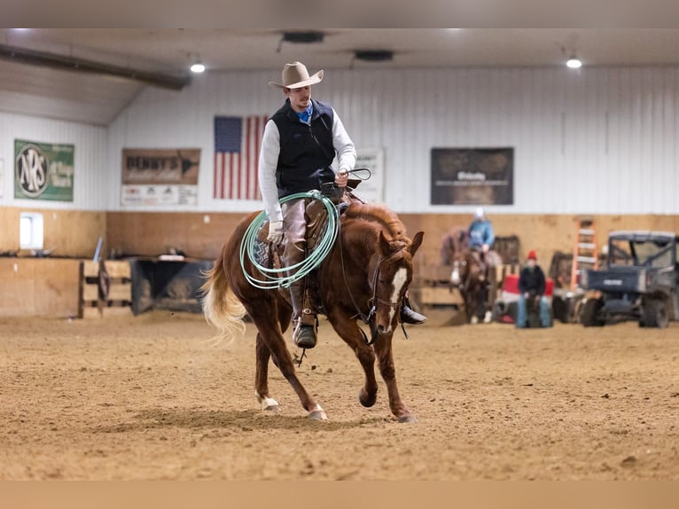 American Quarter Horse Gelding 5 years 14,2 hh Sorrel in Decorah