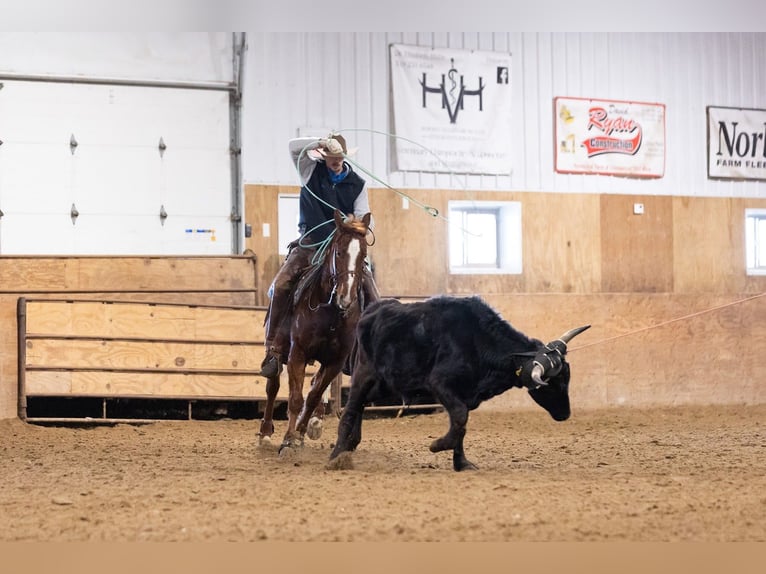 American Quarter Horse Gelding 5 years 14,2 hh Sorrel in Decorah