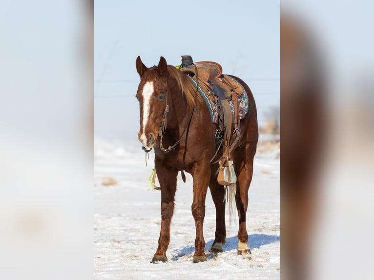 American Quarter Horse Gelding 5 years 14,2 hh Sorrel in Decorah
