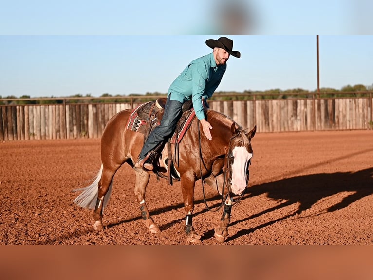 American Quarter Horse Mix Gelding 5 years 14,2 hh Sorrel in Waco