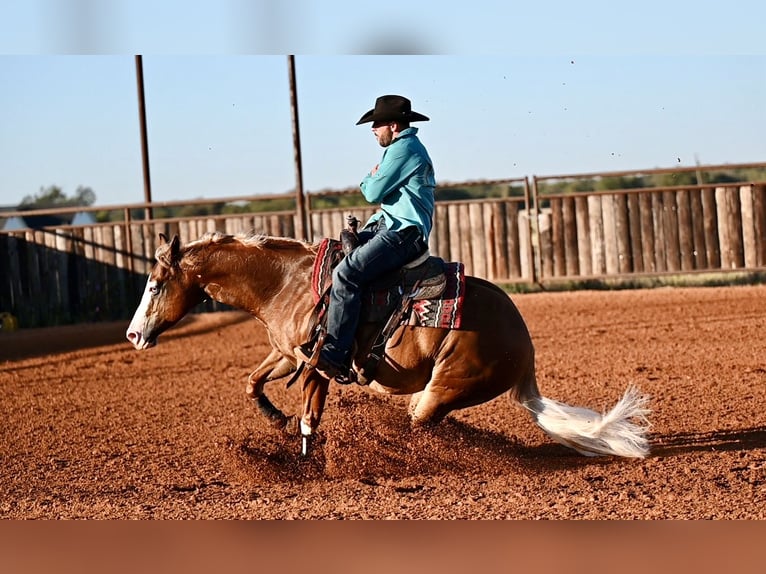 American Quarter Horse Mix Gelding 5 years 14,2 hh Sorrel in Waco