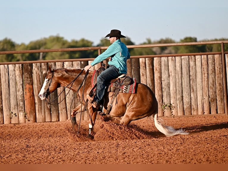 American Quarter Horse Mix Gelding 5 years 14,2 hh Sorrel in Waco