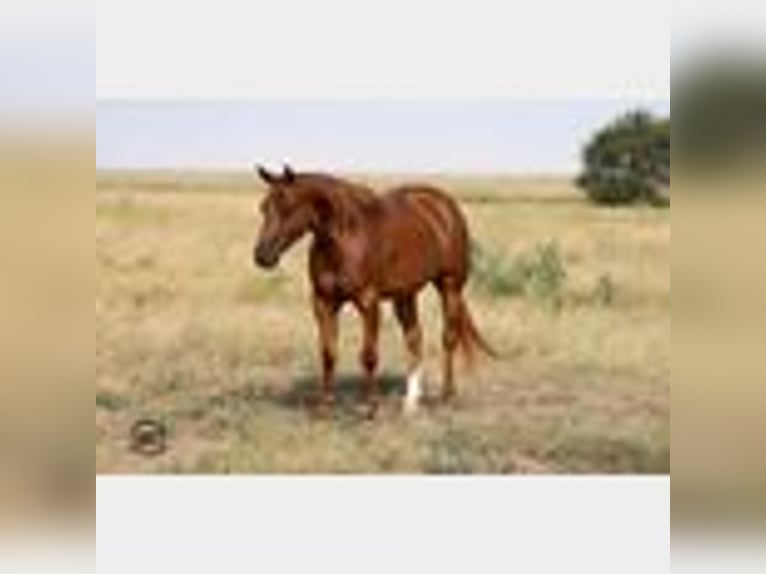 American Quarter Horse Gelding 5 years 14,2 hh Sorrel in Canyon, TX