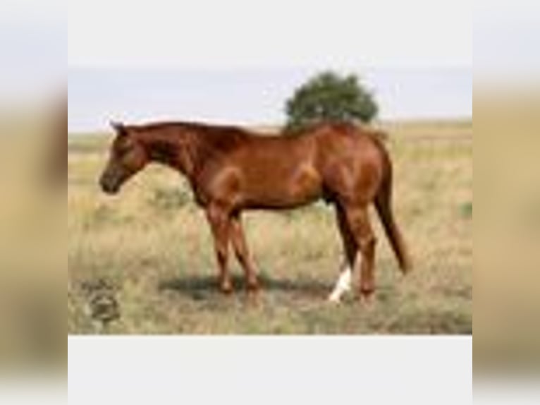 American Quarter Horse Gelding 5 years 14,2 hh Sorrel in Canyon, TX