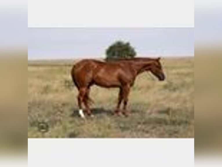 American Quarter Horse Gelding 5 years 14,2 hh Sorrel in Canyon, TX