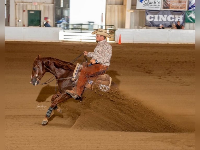 American Quarter Horse Gelding 5 years 14,2 hh Sorrel in Canyon, TX