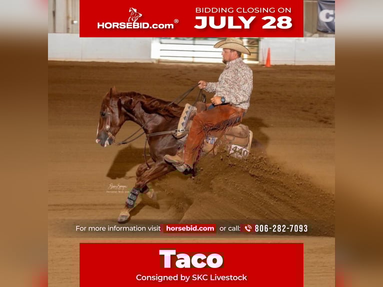 American Quarter Horse Gelding 5 years 14,2 hh Sorrel in Canyon, TX