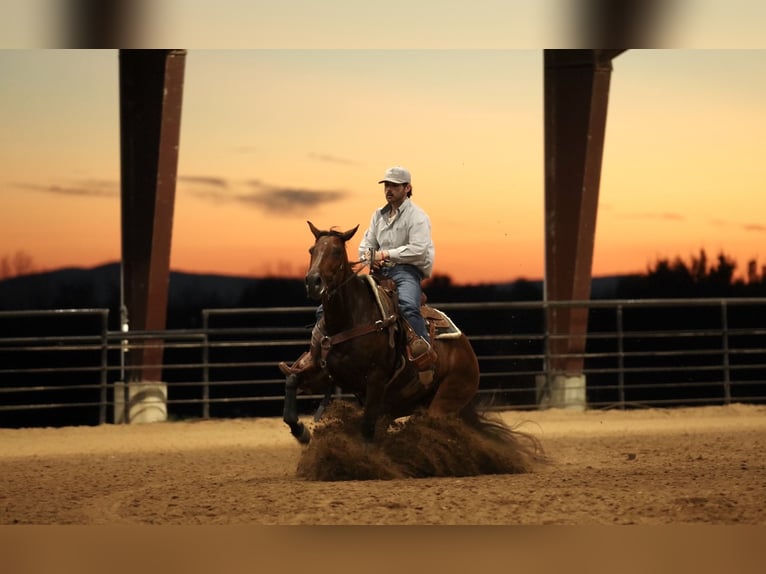 American Quarter Horse Gelding 5 years 14,3 hh Bay in Morrilton