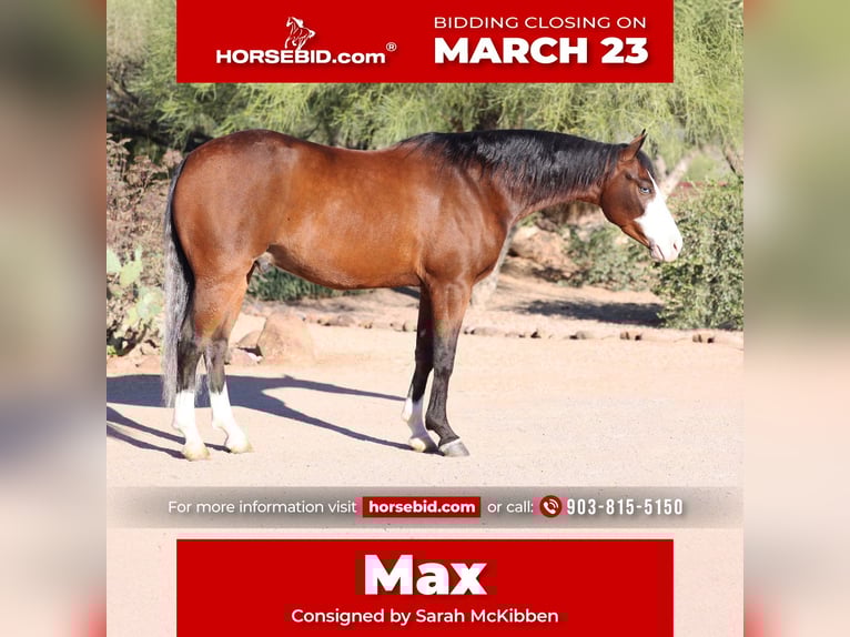 American Quarter Horse Gelding 5 years 14,3 hh Bay in Cave Creek