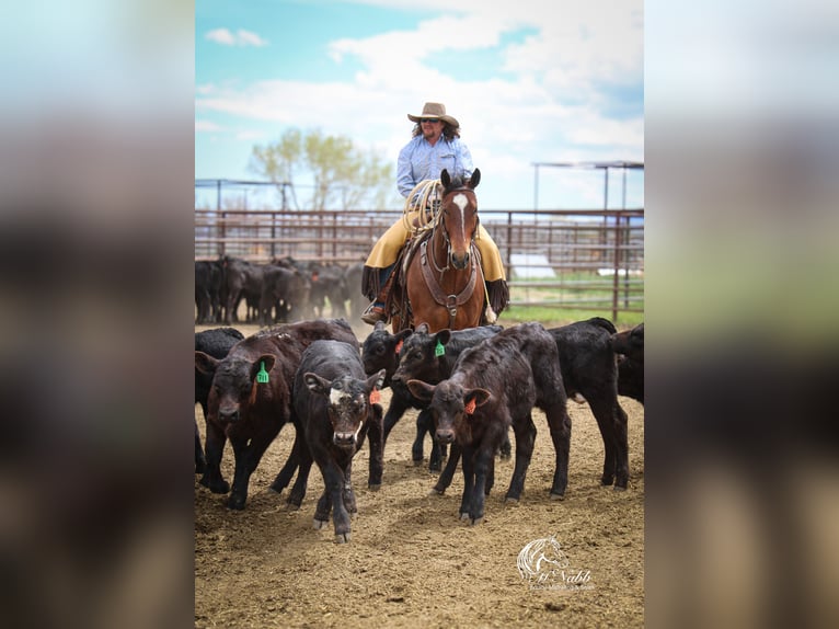 American Quarter Horse Gelding 5 years 14,3 hh Bay in Cody