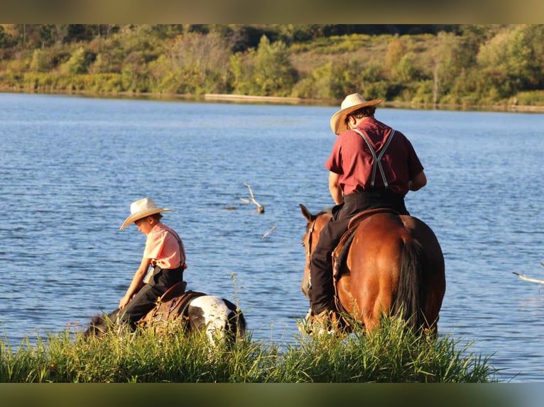 American Quarter Horse Gelding 5 years 14,3 hh Bay in Rebersburg