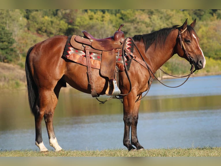 American Quarter Horse Gelding 5 years 14,3 hh Bay in Rebersburg