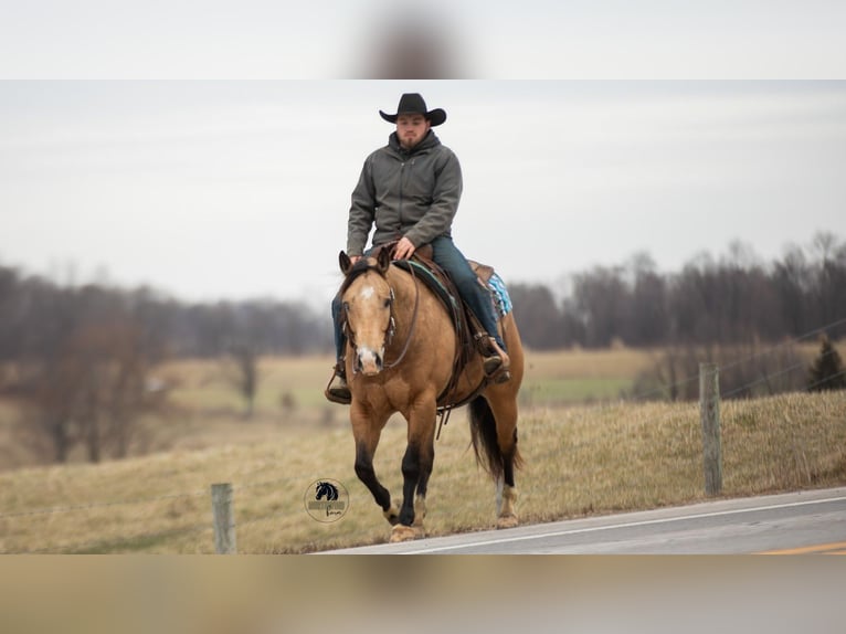 American Quarter Horse Gelding 5 years 14,3 hh Buckskin in Fredericksburg