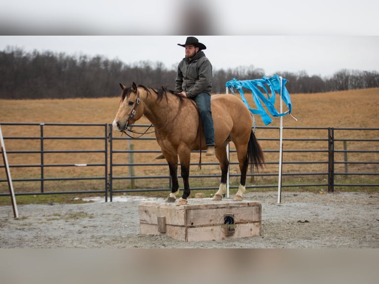 American Quarter Horse Gelding 5 years 14,3 hh Buckskin in Fredericksburg