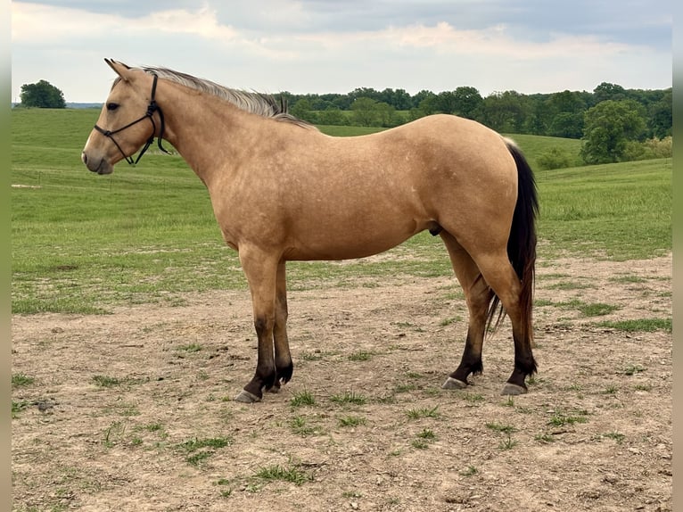 American Quarter Horse Gelding 5 years 14,3 hh Buckskin in Shelbina