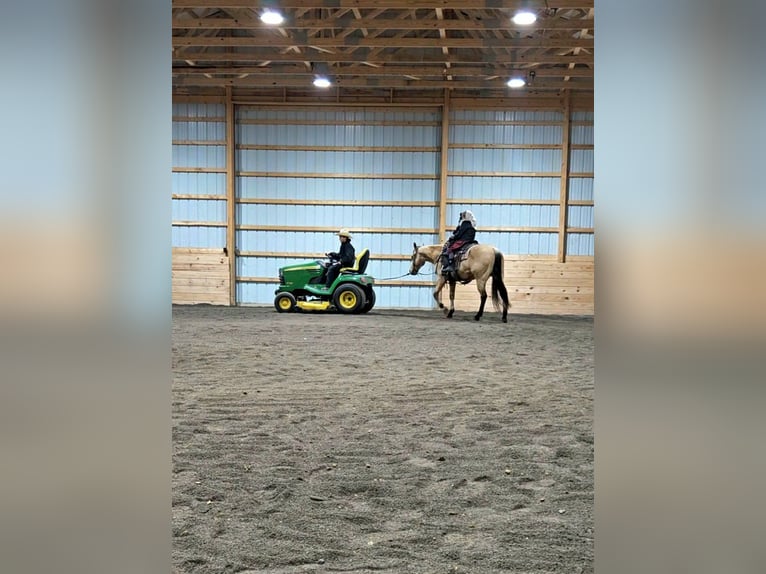 American Quarter Horse Gelding 5 years 14,3 hh Buckskin in Rebersburg