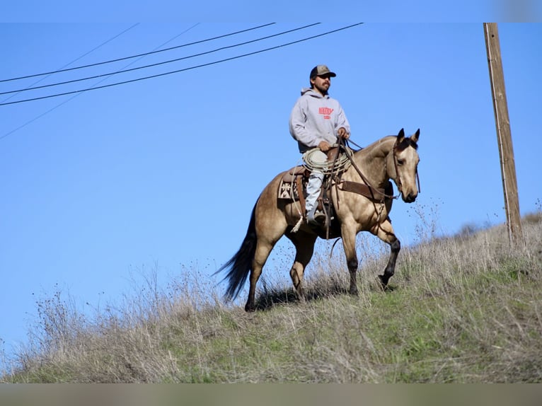 American Quarter Horse Gelding 5 years 14,3 hh Buckskin in Paicines CA