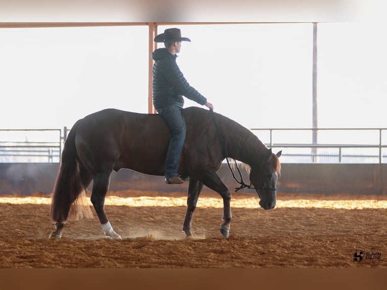 American Quarter Horse Gelding 5 years 14,3 hh Chestnut in Whitesboro