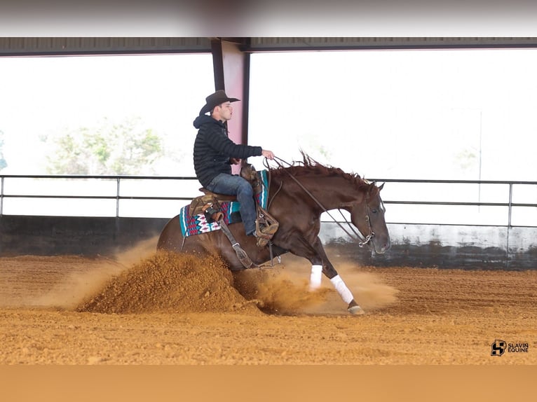 American Quarter Horse Gelding 5 years 14,3 hh Chestnut in Whitesboro