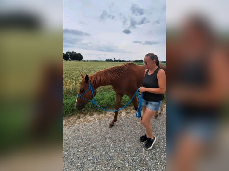 American Quarter Horse Gelding 5 years 14,3 hh Chestnut-Red in Pfaffenhofen an der Roth