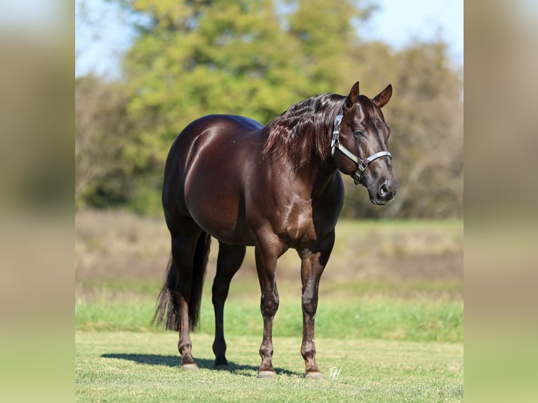 American Quarter Horse Gelding 5 years 14,3 hh Chestnut in Buffalo