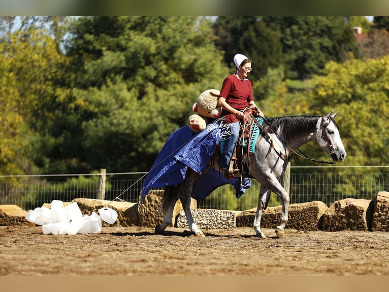 American Quarter Horse Gelding 5 years 14,3 hh Grey-Dapple in Millersburg