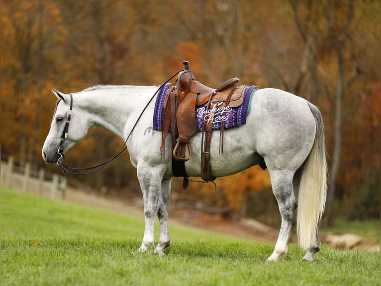 American Quarter Horse Gelding 5 years 14,3 hh Grey-Dapple in Millersburg