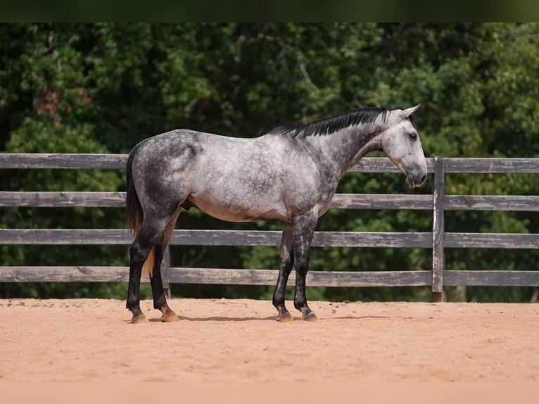 American Quarter Horse Gelding 5 years 14,3 hh Grey in Clover