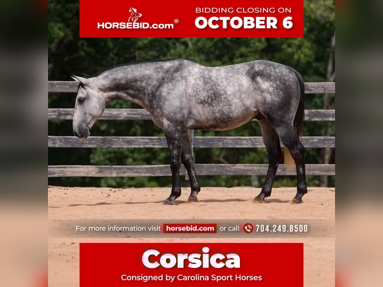 American Quarter Horse Gelding 5 years 14,3 hh Grey in Clover